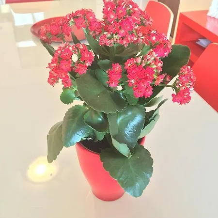 Apartament Baia